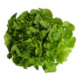 Eichblatt-Salat grün 1 stc