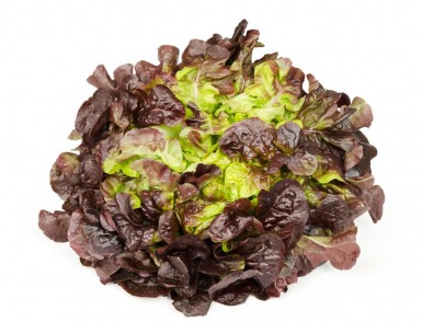 Eichblatt-Salat rosso 1 stc